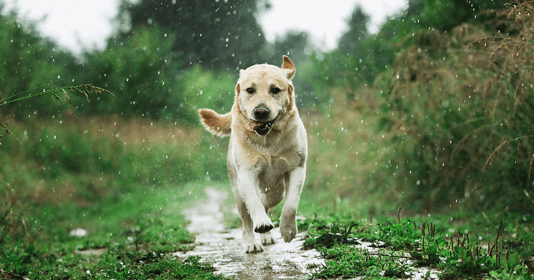 Rainy Walks & Muddy Paws? How Grooming Can Save Your Home from Dirty Paws & Bad Odors