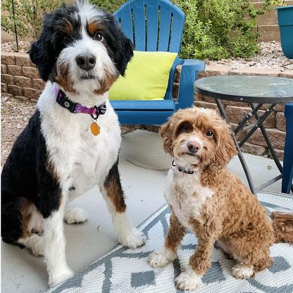 EasyPaws Dog Grooming Kit + FREE Beginner Friendly Guides